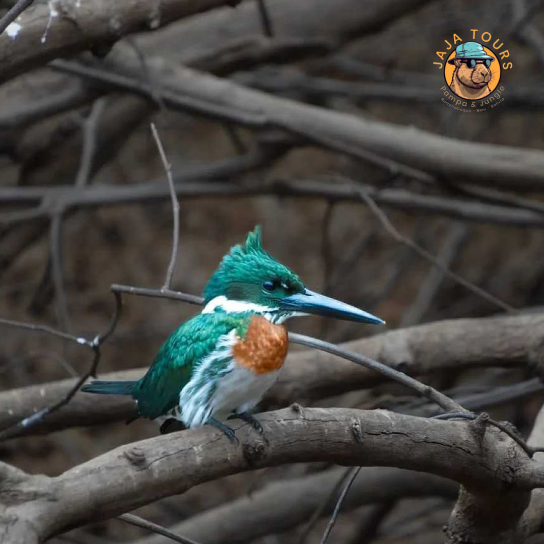 Kingfisher bird