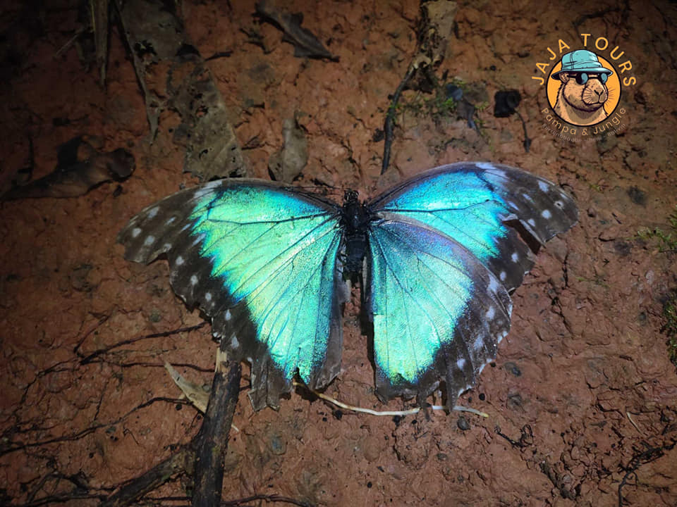 Butterfly in the Amazon