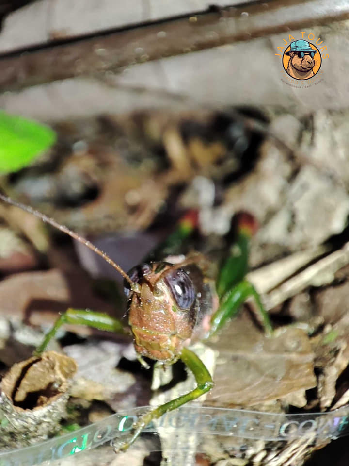 Grasshopper in the jungle