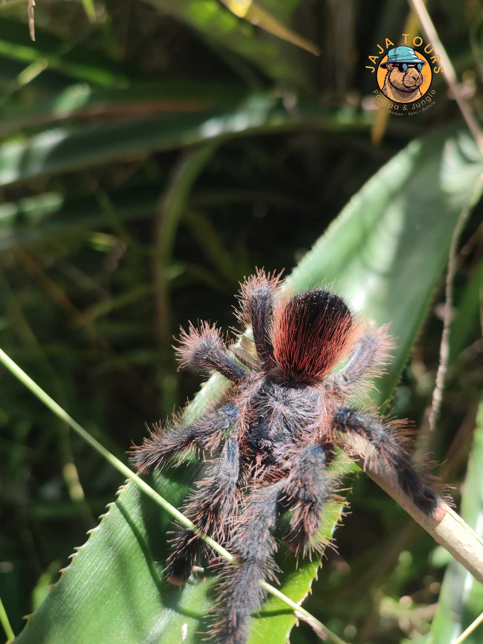 Tarantula in the Amazon